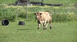 Boris the curious bull