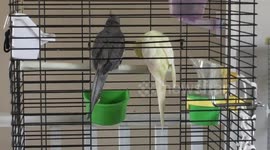 Cute birds console each other while sick