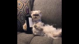 Cat chills with a bottle of red