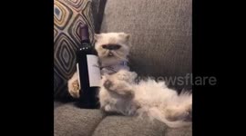 Cat chills with a bottle of red