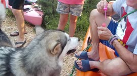 Alaskan Malamute Sojourner Truth  Reaction to Bubbles