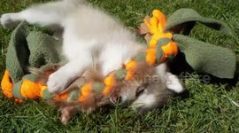 Alaskan Malamute Puppy 5 weeks Old Playing Tug Toy