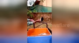 Smart crow rejects smaller sardine, demands big fish from friendly vendor