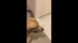 Service Dog Retrieves Gatorade
