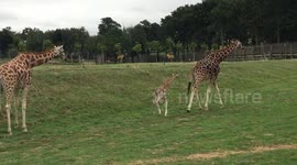 Baby giraffe takes its first steps moments after being born