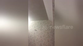 Small bat breaks into bedroom