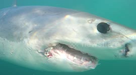 Bashed up white shark gets up close to GoPro to show off its wounds