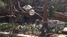 Typhoon Mangkhut fells trees, downs lamp post in New Territories, Hong Kong