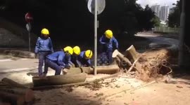 Recovery underway as workers clear felled trees from road following Typhoon Mangkhut