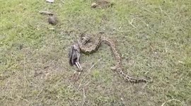 Python caught and forced to regurgitate rooster