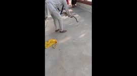 Men handle cobra snake without any protection