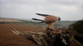 Watch this male kestrel posing on a perch
