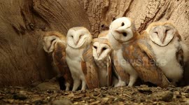 Seven Barn Owl Chicks in the Nest