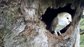 Robert E Fuller: Christmas barn owl in snow