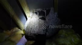 Giant wasp nest found in loft, buzzing with 20,000 insects