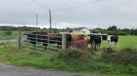 Irish cows