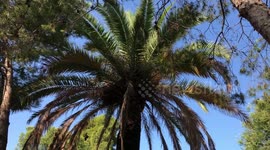 Palm tree with parrot nest