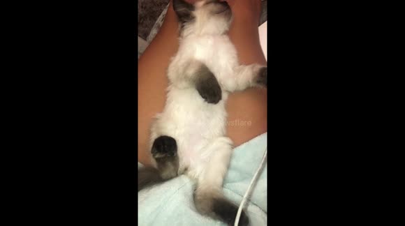 Cute Cat Sleeping