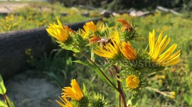 Bee flying in slow motion