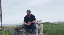 Man and the dog sitting on the wall