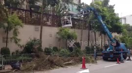 Workers in Hong Kong clear tree debris post-Typhoon Mangkhut