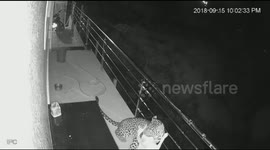 Leopard enters home to hunt pet dog in India