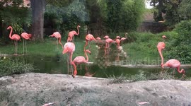 Flamingos in water