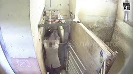 'Shocking' footage shows cattle being beaten at Devon Slaughterhouse