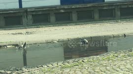 Cooling birds in rain water in city