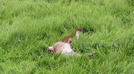 Stoat struggles to drags rabbit through the grass