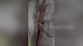 Eyes bigger than the stomach: Lizard struggles to eat giant millipede