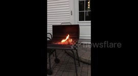 Dog Friends With Benefits! [Viva Frei]