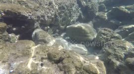 Playful fish in the Mediterranean