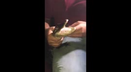 Baby crocodile snap the ball