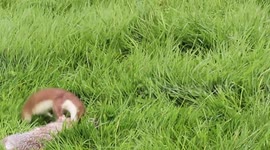 This amazing little stoat drags a rabbit through the grass