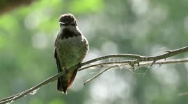 Anna’s hummingbird pokes out his tongue at me!