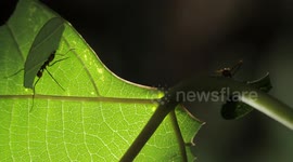 ant cutting tree leaf