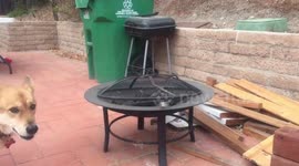 Dog hits nose on firepit