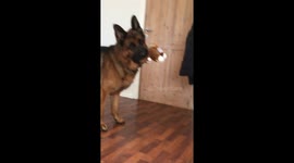 German Shepherd reacts to puppies crying