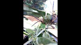 Two beautiful Locusts caught mating, while the one munches on a leaf.