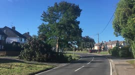 Miracle on Beehive Lane as Storm Bronagh rips off massive branch