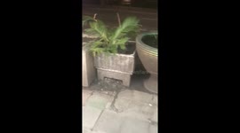 Pack of rats seen raiding bins in busy Thai tourist location