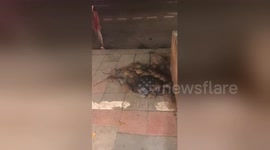 Rats take over bins in busy Thai tourist location