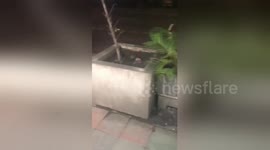 Newsflare Edit - Rats take over bins in busy Thai tourist location