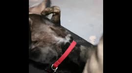 My dog itching himself