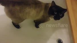 When your cat drinks water out of the bathtub.