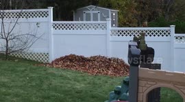 Dog vs. leaf pile
