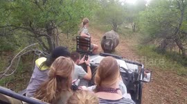 Curious black rhino nuzzles up to safari vehicle