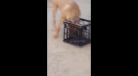 Dog verses milk crate round one ding ding