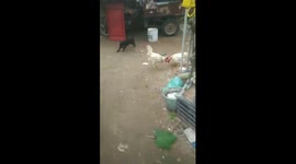 Dog trying to end cock fight